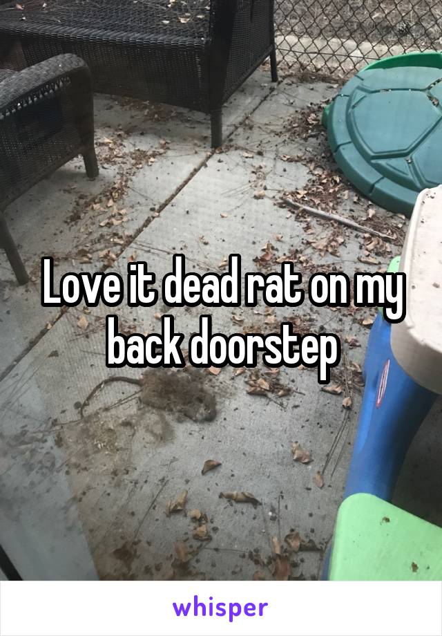 Love it dead rat on my back doorstep