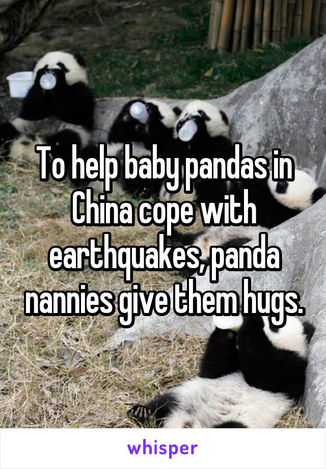 To help baby pandas in China cope with earthquakes, panda nannies give them hugs.