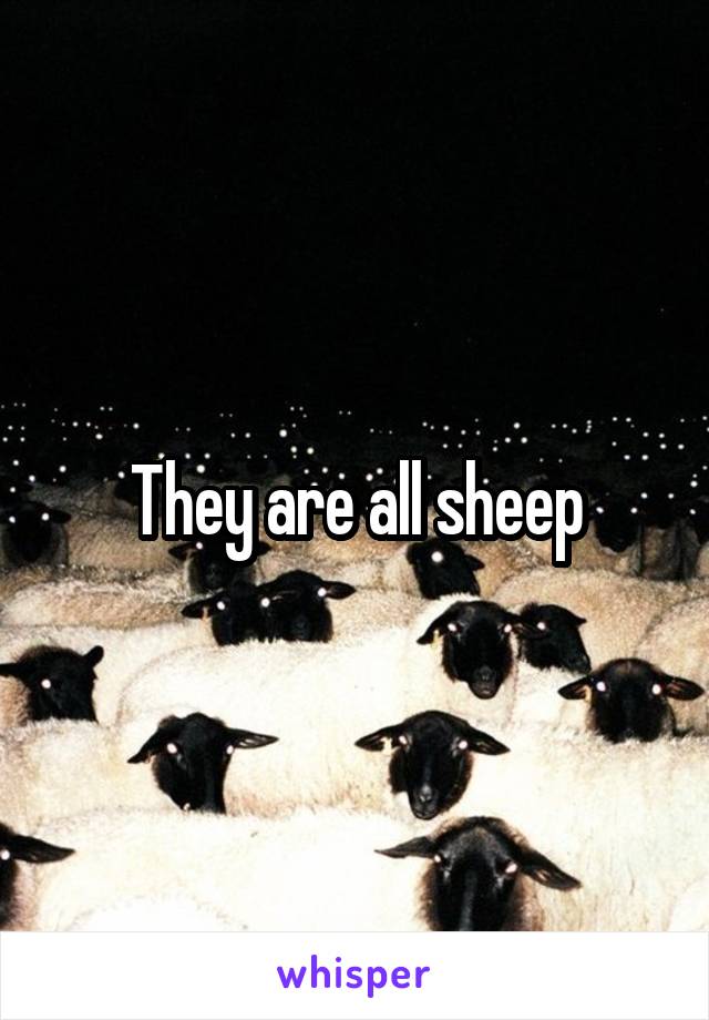They are all sheep
