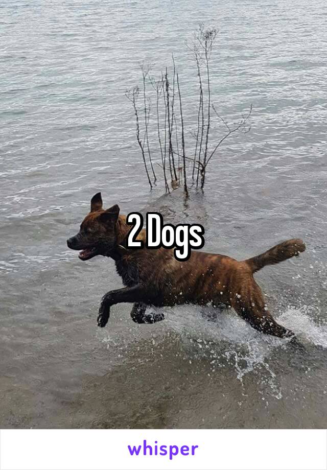 2 Dogs