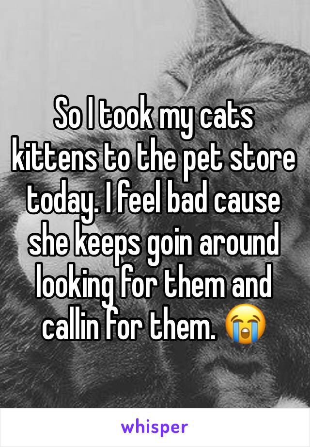So I took my cats kittens to the pet store today. I feel bad cause she keeps goin around looking for them and callin for them. 😭