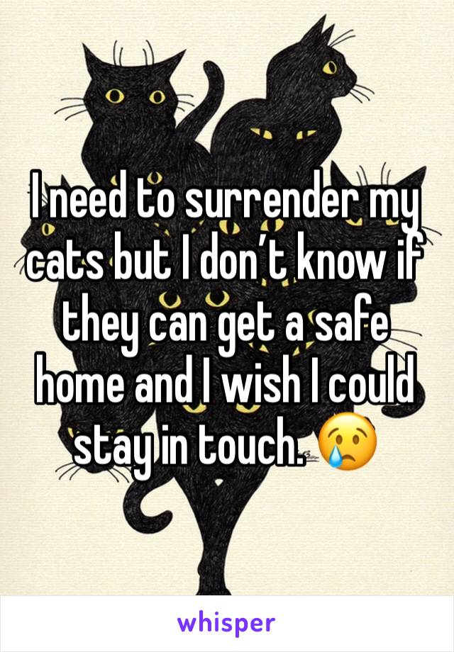 I need to surrender my cats but I don’t know if they can get a safe home and I wish I could stay in touch. 😢 