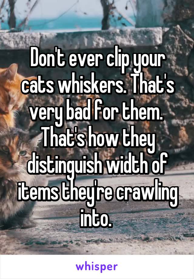 Don't ever clip your cats whiskers. That's very bad for them.  That's how they distinguish width of items they're crawling into. 