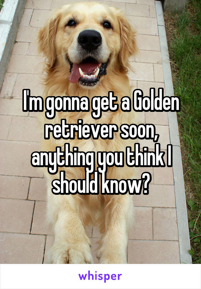 I'm gonna get a Golden retriever soon, anything you think I should know?