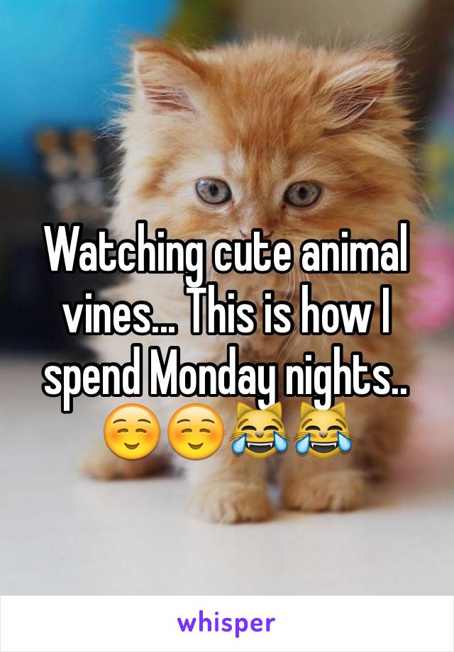 Watching cute animal vines... This is how I spend Monday nights.. 
☺️☺️😹😹