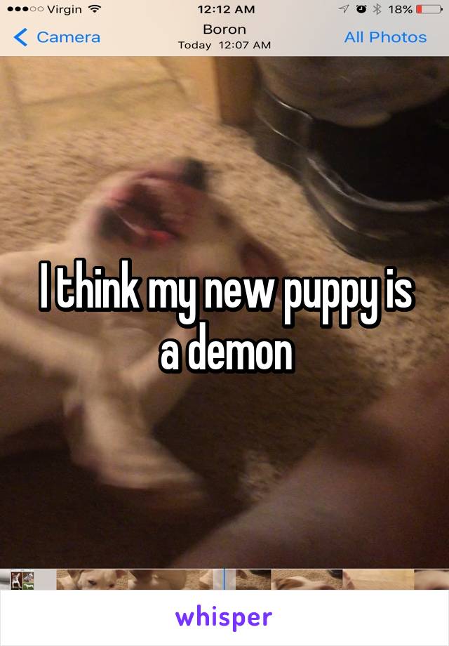 I think my new puppy is a demon