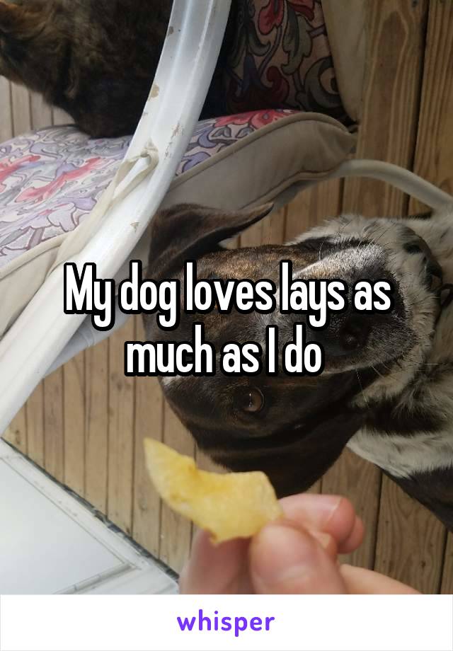 My dog loves lays as much as I do 