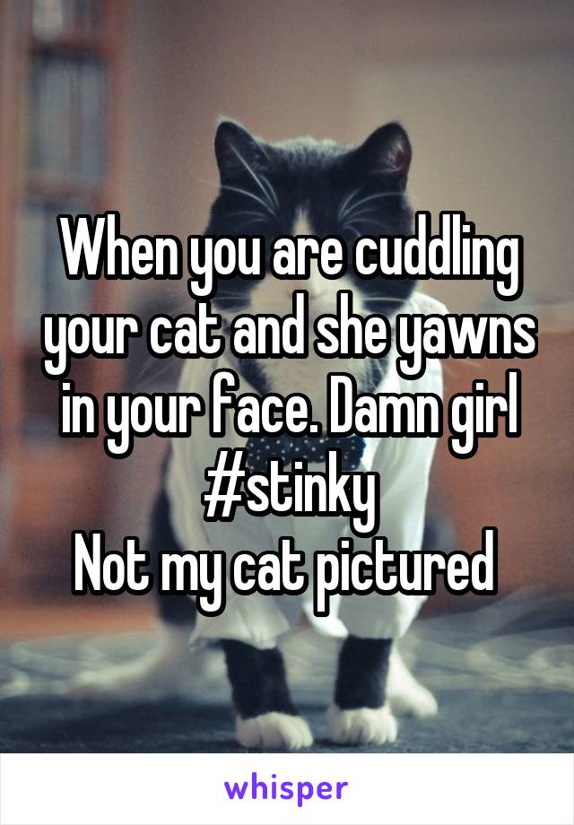 When you are cuddling your cat and she yawns in your face. Damn girl #stinky
Not my cat pictured 