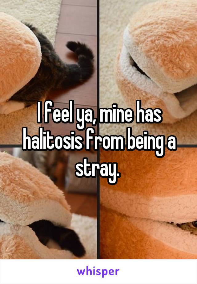 I feel ya, mine has halitosis from being a stray. 