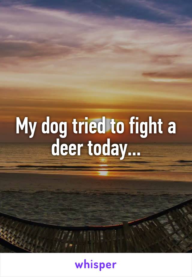 My dog tried to fight a deer today...