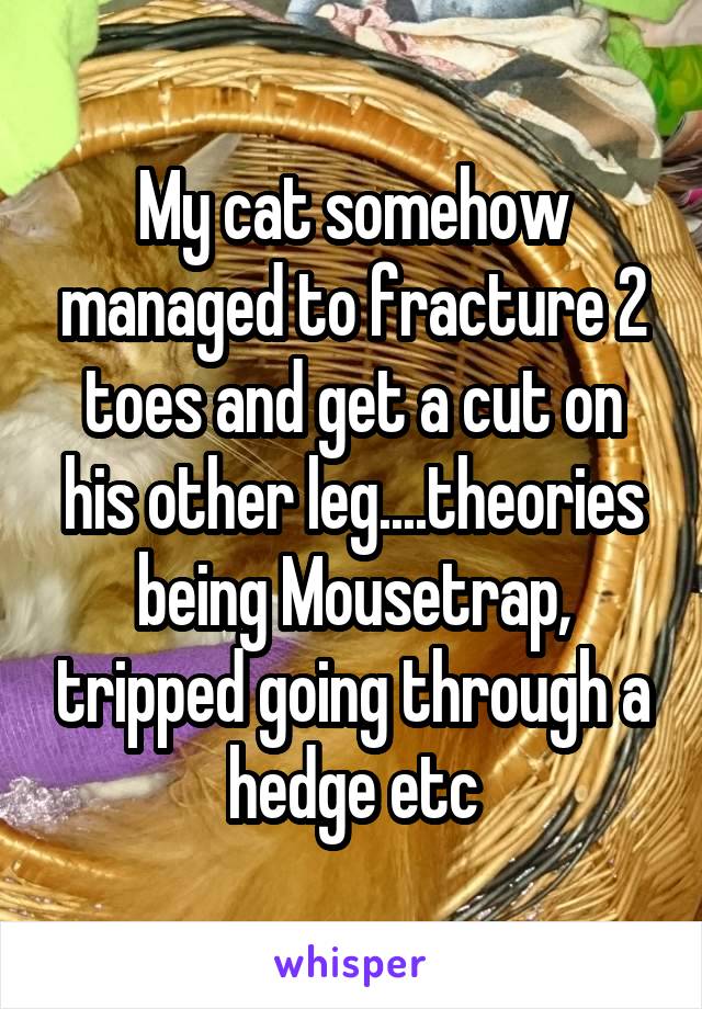 My cat somehow managed to fracture 2 toes and get a cut on his other leg....theories being Mousetrap, tripped going through a hedge etc