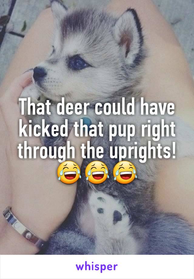 That deer could have kicked that pup right through the uprights!
😂😂😂