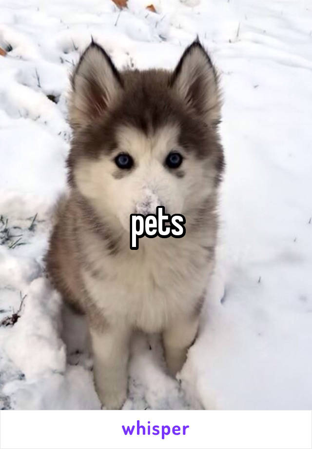 pets