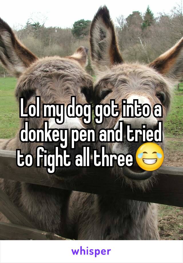 Lol my dog got into a donkey pen and tried to fight all three😂