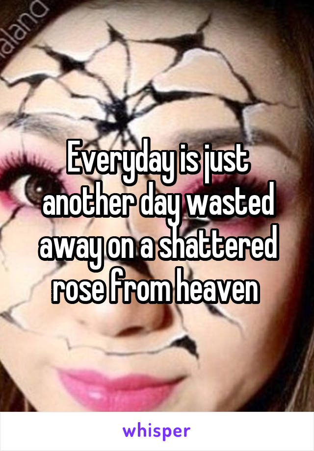 Everyday is just another day wasted away on a shattered rose from heaven 