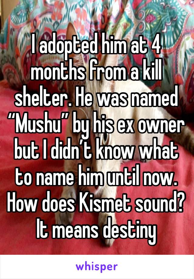 I adopted him at 4 months from a kill shelter. He was named “Mushu” by his ex owner but I didn’t know what to name him until now. How does Kismet sound? It means destiny 