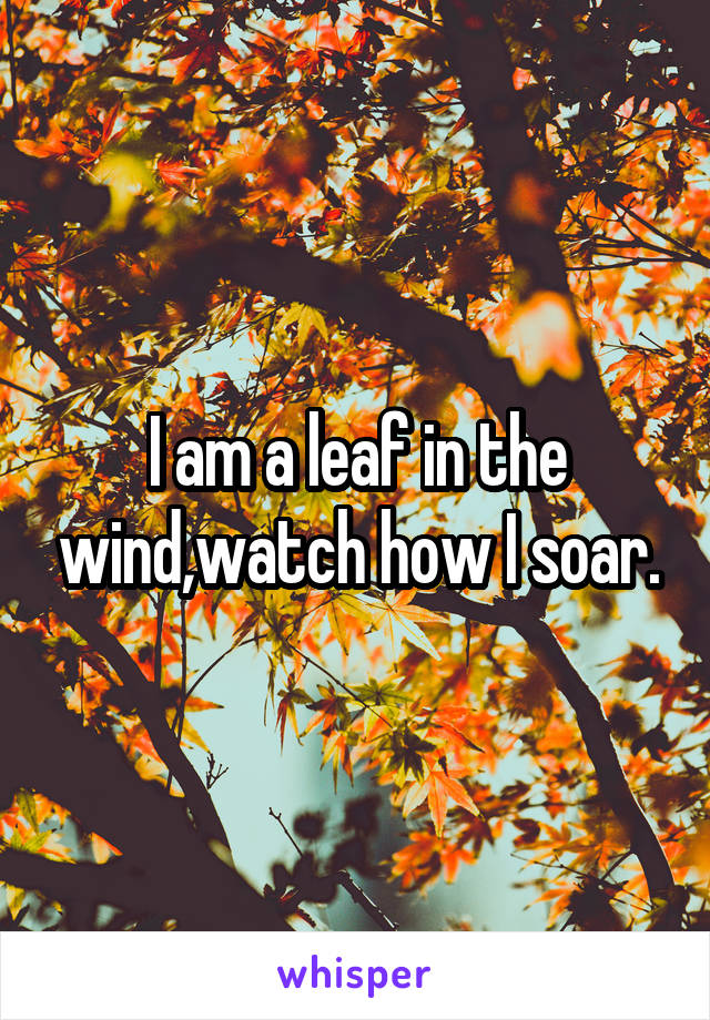 I am a leaf in the wind,watch how I soar.