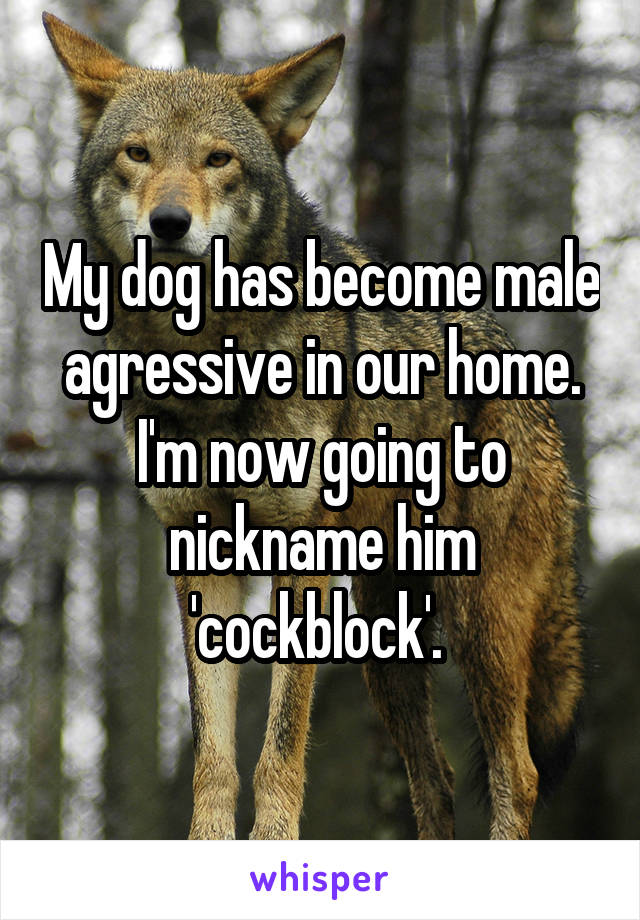 My dog has become male agressive in our home. I'm now going to nickname him 'cockblock'. 