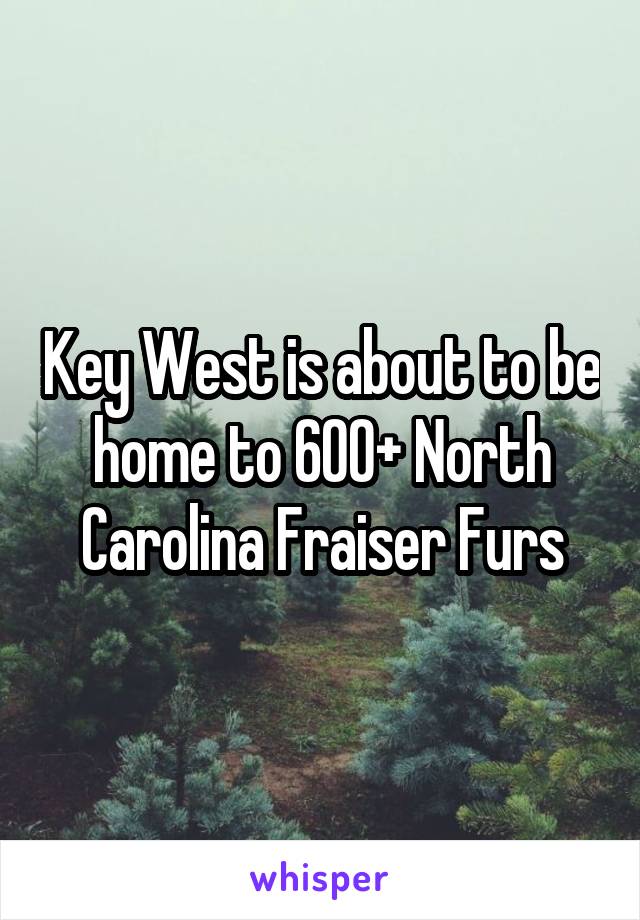 Key West is about to be home to 600+ North Carolina Fraiser Furs