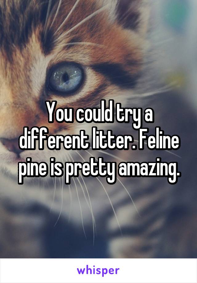 You could try a different litter. Feline pine is pretty amazing.