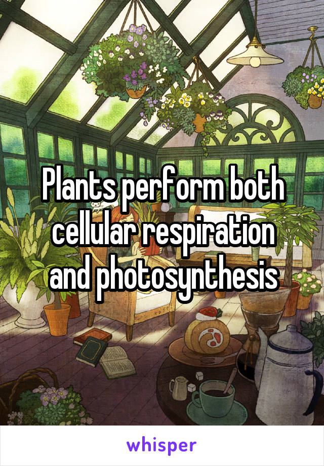 Plants perform both cellular respiration
and photosynthesis