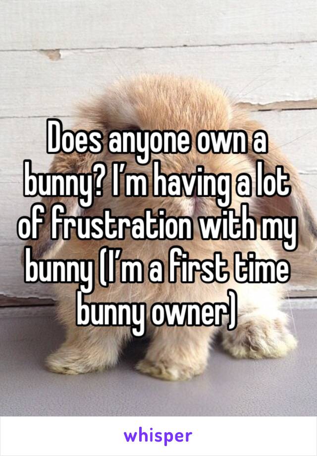 Does anyone own a bunny? I’m having a lot of frustration with my bunny (I’m a first time bunny owner)