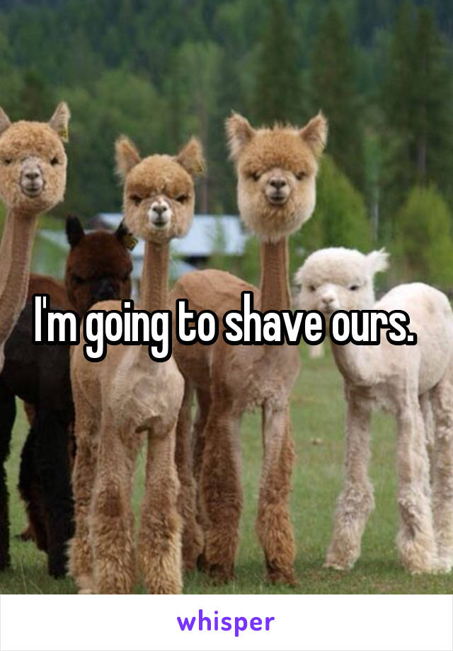 I'm going to shave ours. 
