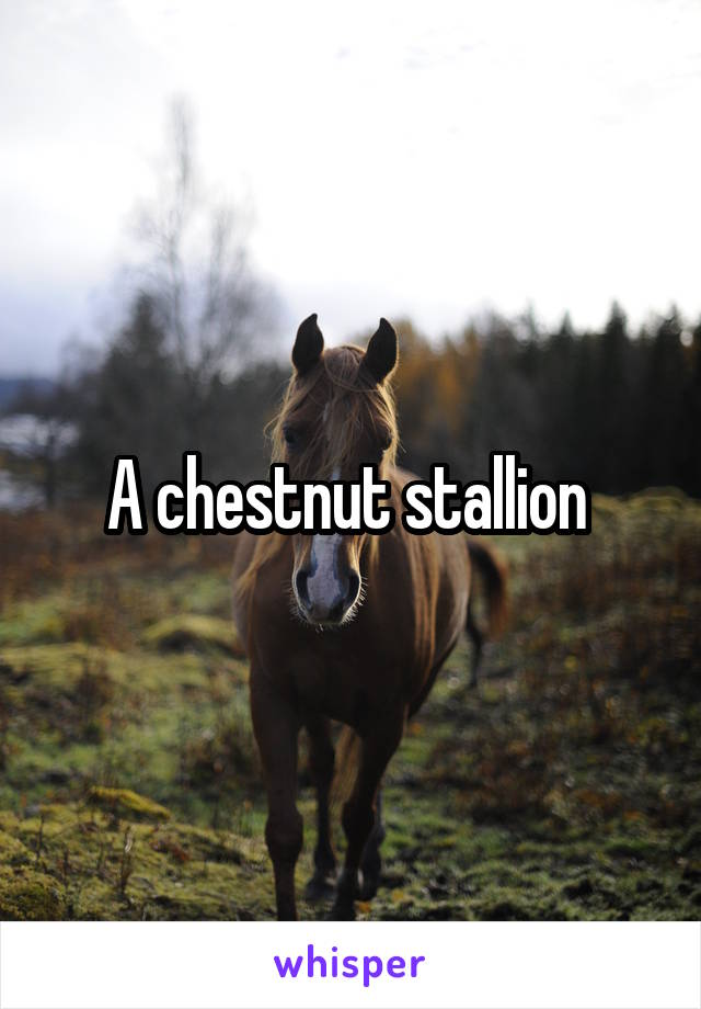 A chestnut stallion 
