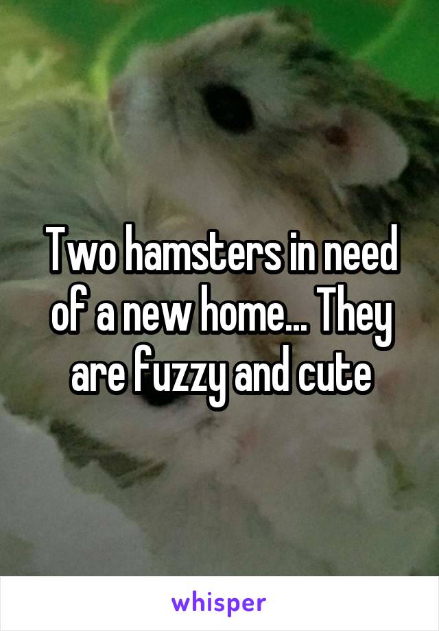 Two hamsters in need of a new home... They are fuzzy and cute