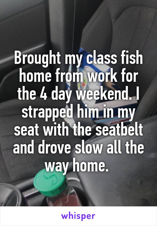 Brought my class fish home from work for the 4 day weekend. I strapped him in my seat with the seatbelt and drove slow all the way home. 