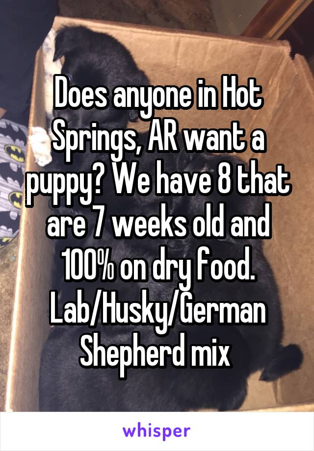 Does anyone in Hot Springs, AR want a puppy? We have 8 that are 7 weeks old and 100% on dry food. Lab/Husky/German Shepherd mix 