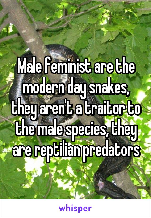 Male feminist are the modern day snakes, they aren't a traitor to the male species, they are reptilian predators
