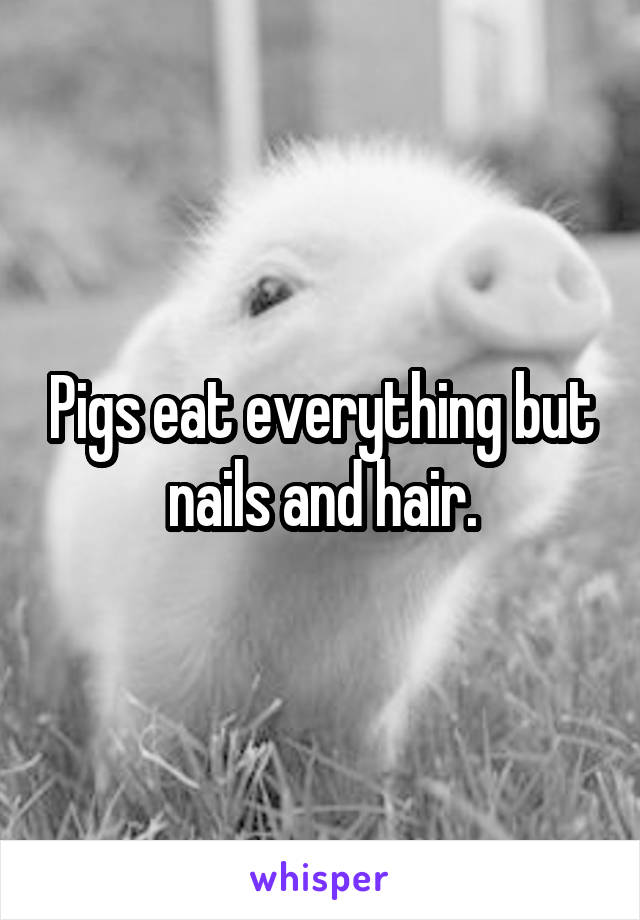 Pigs eat everything but nails and hair.