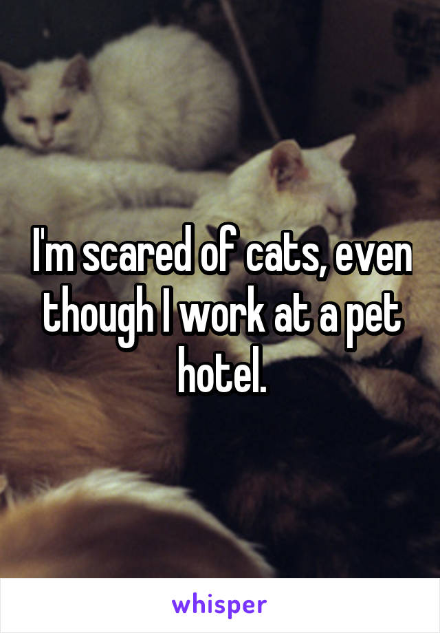 I'm scared of cats, even though I work at a pet hotel.