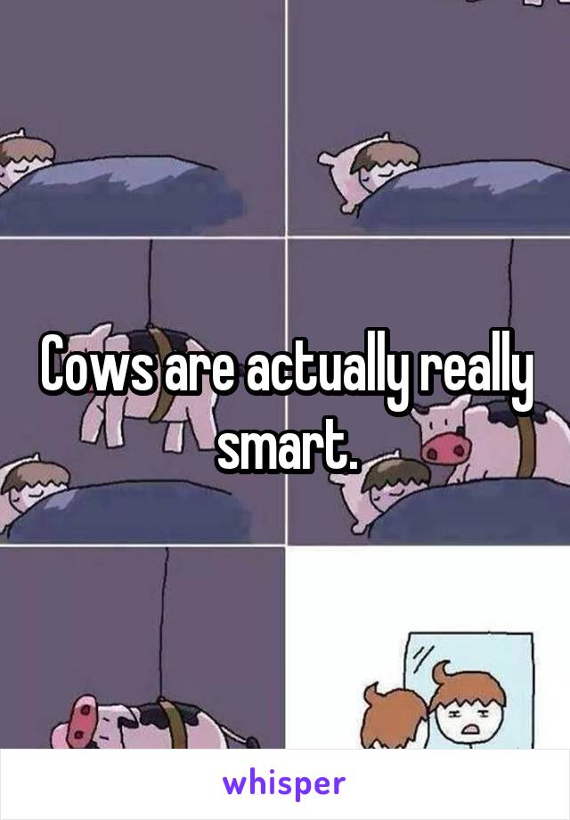 Cows are actually really smart.