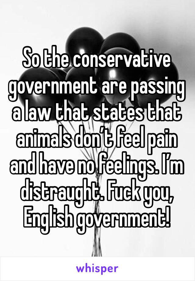 So the conservative government are passing a law that states that animals don’t feel pain and have no feelings. I’m distraught. Fuck you, English government!