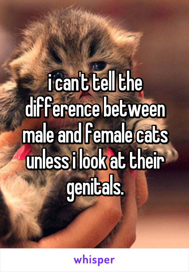 i can't tell the difference between male and female cats unless i look at their genitals.