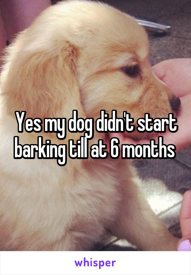 Yes my dog didn't start barking till at 6 months 