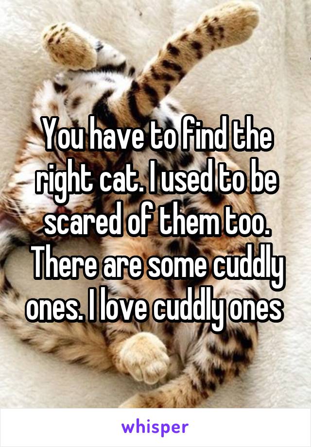 You have to find the right cat. I used to be scared of them too. There are some cuddly ones. I love cuddly ones 