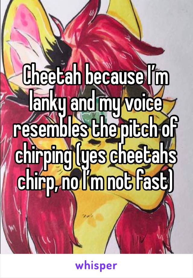 Cheetah because I’m lanky and my voice resembles the pitch of chirping (yes cheetahs chirp, no I’m not fast)