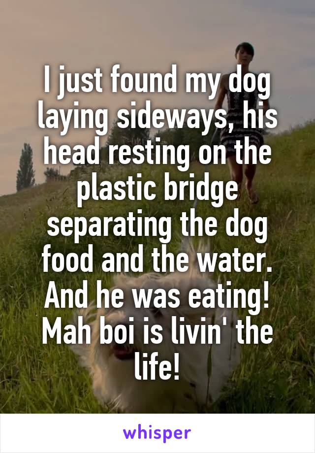I just found my dog laying sideways, his head resting on the plastic bridge separating the dog food and the water. And he was eating! Mah boi is livin' the life!