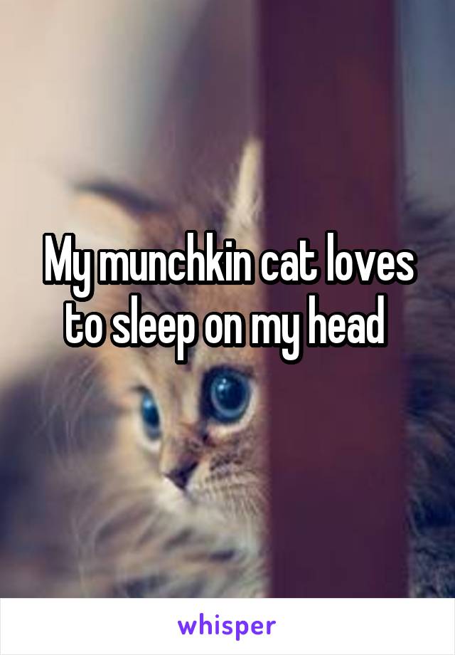 My munchkin cat loves to sleep on my head 
