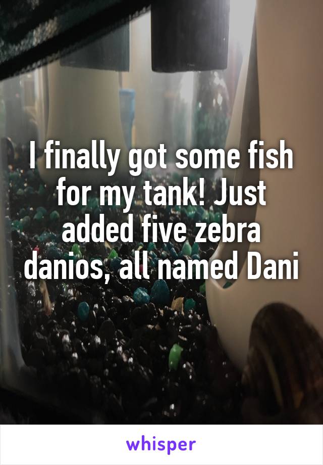 I finally got some fish for my tank! Just added five zebra danios, all named Dani

