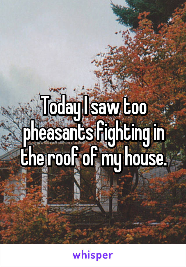 Today I saw too pheasants fighting in the roof of my house.
