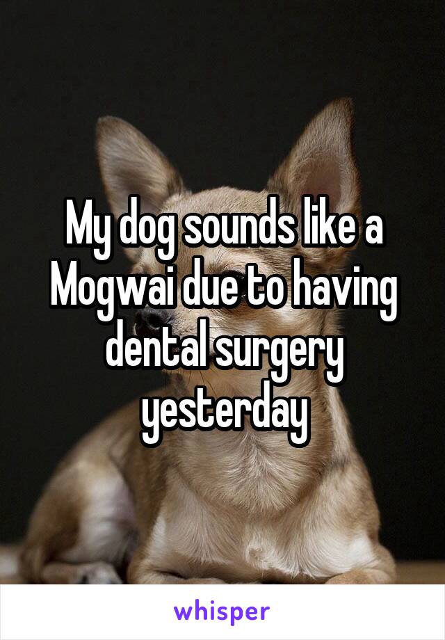 My dog sounds like a Mogwai due to having dental surgery yesterday