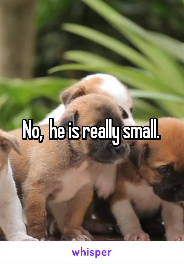 No,  he is really small. 