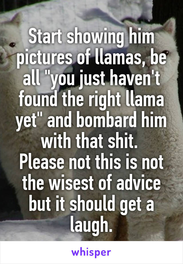 Start showing him pictures of llamas, be all "you just haven't found the right llama yet" and bombard him with that shit. 
Please not this is not the wisest of advice but it should get a laugh.