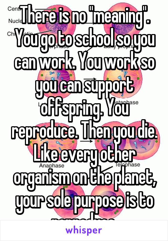 There is no "meaning". You go to school so you can work. You work so you can support offspring. You reproduce. Then you die. Like every other organism on the planet, your sole purpose is to reproduce.