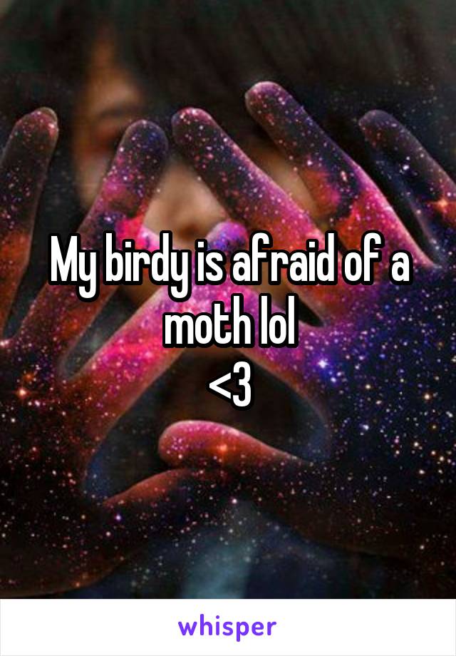 My birdy is afraid of a moth lol
<3