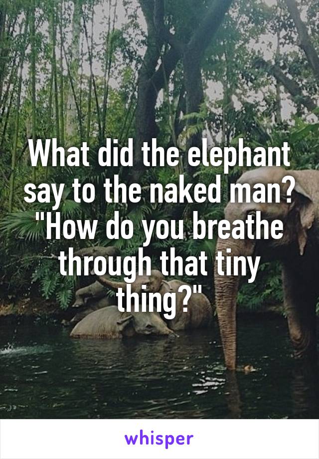 What did the elephant say to the naked man? "How do you breathe through that tiny thing?"